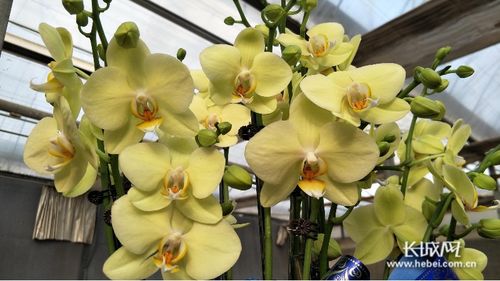 萬(wàn)花爭(zhēng)艷迎新春 石家莊市2020年迎春花展暨十大花王爭(zhēng)霸賽頒獎(jiǎng)活動(dòng)紀(jì)實(shí)